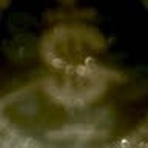 Meet your Posher, Efram